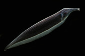 Knifefish (Sternarchorhynchus goeldii)