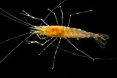 Blind Cave Prawn (Macrobrachium sp.)