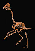 Anzu wyliei, Oviraptorosaur