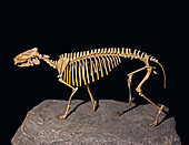 Hyracotherium vasacciense