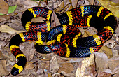 Texas Coral Snake (Micrurus tener)