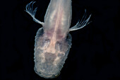 Ozark Cavefish (Troglichthys rosae)