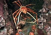 Japanese Spider Crab (Macrocheira kaempferi)