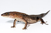 Keel-bellied Shade Lizard (Alopoglossus atriventris)