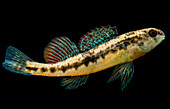 Black Darter (Etheostoma duryi)