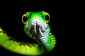 Black-skinned Parrot Snake (Leptophis ahaetulla nigromarginata)