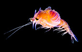 Larval prawn, Cerataspis monstruosus