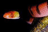 Red-eyed Treesnake (Siphlophis compressus)