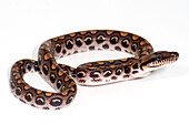 Juvenile Rainbow Boa, Epicrates cenchria