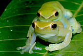 Greater Hatchet-faced Treefrog (Sphaenorhynchus lacteus)