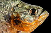 Redbelly Piranha (Pygocentrus nattereri)