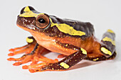 Sarayacu Treefrog (Dendropsophus parviceps)