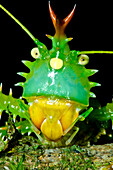 Thorny Devil Katydid (Panacanthus cuspidatus)