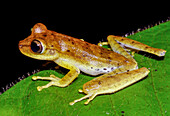 Tetete's Treefrog (Boana tetete)