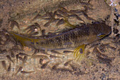 Amazon Cichlid (Cichlasoma amazonarum)