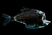 Sladen's Hatchetfish, Argyropelecus sladeni