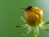 American Dog Tick (Dermacentor variabilis)