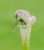 Green Lynx spider on pitcher plant with dragonfly meal