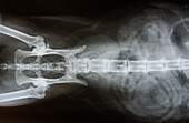 Cat X-ray, Ventral View of Spine and Abdomen