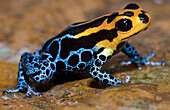 Mimic Poison Frog (Ranitomeya imitator)