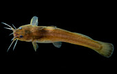 Slender Madtom (Noturus exilis)