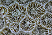 Hard Coral