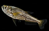Payara (Hydrolycus scomberoides)