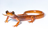 Cave Salamander, Eurycea lucifuga