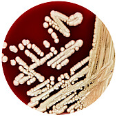 Bacillus megaterium Culture