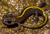 Juvenile Ozark Zig-zag Salamander (Plethodon angusticlavius)