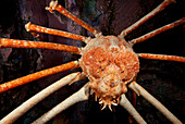 Japanese Spider Crab (Macrocheira kaempferi)