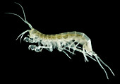 Groundwater-adapted Amphipod (Nephargus aggtelekiensis)