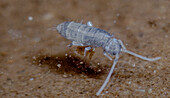 Cave-inhabiting Collembola
