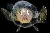 Juvenile Pancake Batfish (Halieutichthys aculeatus)