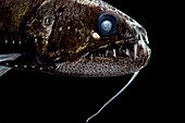Dragonfish (Astronesthes richardsoni)