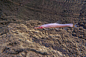 Blind Cave Loach (Triplophysa huanjiangensis),