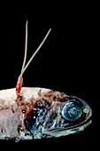 Parasitic Copepod (Sarcotretes sp.)