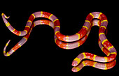 Albino Texas Coral Snake (Micrurus tener)