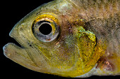 Sailfin Tetra (Crenuchus spilurus)