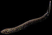 South American Lungfish (Lepidosiren paradoxa)