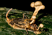 Ant infected by an Entomopathogenic Fungus