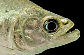 Red-eye Piranha (Serrasalmus rhombeus)