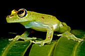 Eye-ring Bush Frog (Boana cinerascens)