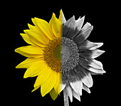 Sunflower in White light and UV Radiation