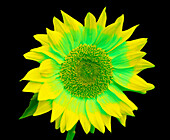 Sunflower in Simulated Bee Vision