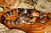 Black-headed Calico Snake (Oxyrhopus melanogenys)