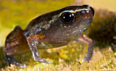 Carvalho's Silent Frog (Chiasmocleis carvalhoi)