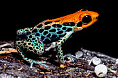 Red-backed Poison Frog (Ranitomeya reticulata)