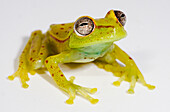 Polka-dot Treefrog (Boana punctata)