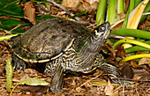 Cagle's Map Turtle (Graptemys caglei )